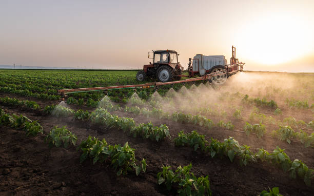 Best Insect Control  in Lone Star, TX