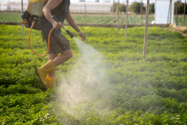 Best Mosquito Control Services  in Lone Star, TX