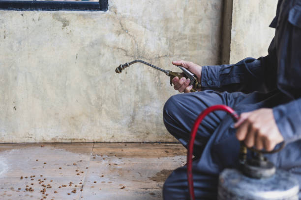 Best Local Pest Control Services  in Lone Star, TX